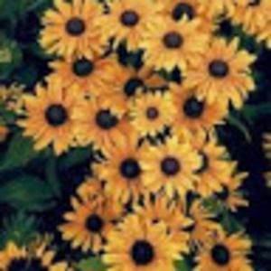 Meet your Posher, Mia